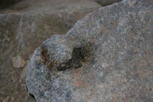 경천 곳곳에 물고기 뼈가 섞인 수달의 배설물을 손쉽게 찾을 수 있었다.