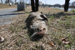 족제비과 수달은 머리는 납작한 원형이고, 짧은 다리에 물갈퀴가 있다.