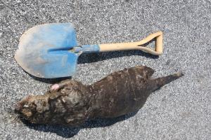 길이 1.4미터 수달의 크기를 짐작할 수 있다. 일반적인 수달의 크기는 63~82센티미터이다.