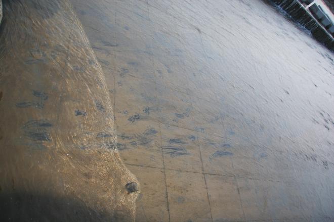 경천 어도에 수달의 발자국이 선명하게 나타나 있다.